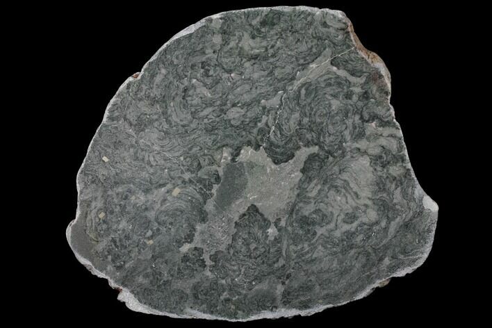 Polished Stromatolite (Alcheringa) Slab - Billion Years #132402